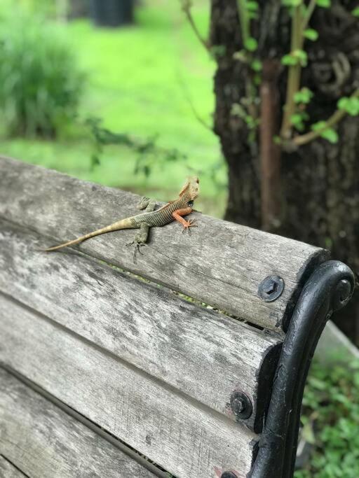 Sohana Eco Retreat Farmhouse - Karjat Chinchavli Ngoại thất bức ảnh
